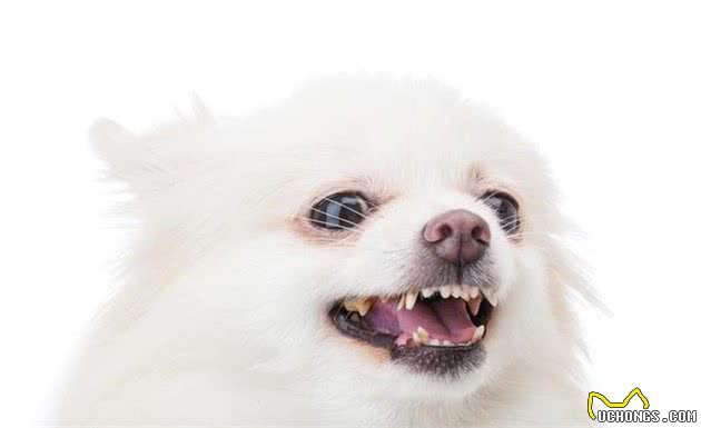 狗狗突然发福是好事？小心患上犬甲状腺机能减退症，一文告诉你