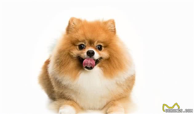 狗狗突然发福是好事？小心患上犬甲状腺机能减退症，一文告诉你
