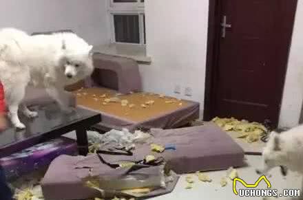 饲养萨摩耶犬之前，主人需要清楚5件事，对它有好处