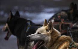 狗狗没动也在喘大气，多是疾病缠身！这几种喘气主人要注意了