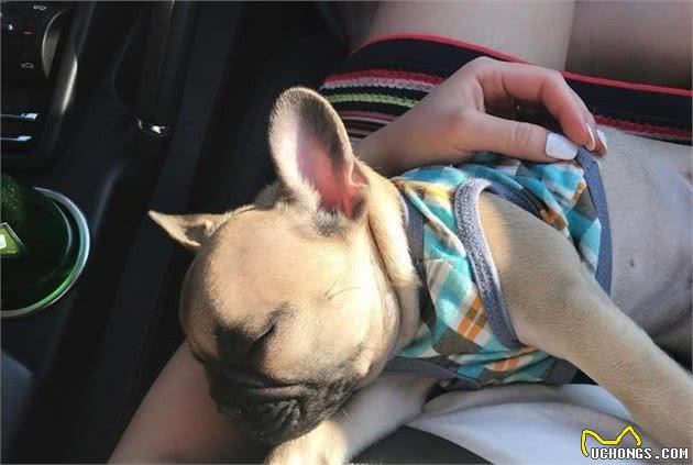 新手铲屎官饲养法斗犬需要注意四个问题，狗中胖萌猪崽是这样炼成的