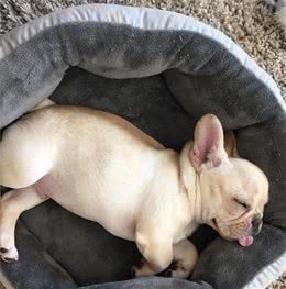 新手铲屎官饲养法斗犬需要注意四个问题，狗中胖萌猪崽是这样炼成的