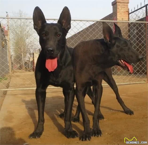 乡村看家护院专用犬，北方南方大比拼，4种犬哪一种更优秀