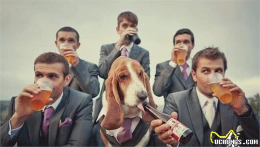拿破仑的巴吉度猎犬拥有亲王待遇狗窝垫清代运来的丝绸