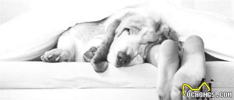 拿破仑的巴吉度猎犬拥有亲王待遇狗窝垫清代运来的丝绸