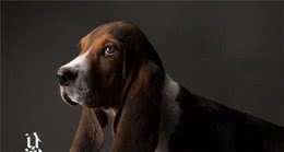 拿破仑的巴吉度猎犬拥有亲王待遇狗窝垫清代运来的丝绸