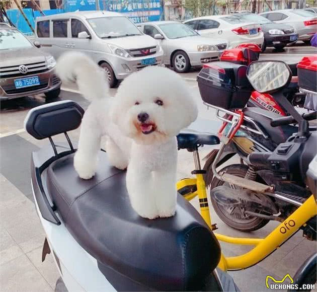 犬拉稀不容忽视，快来收藏了，到时候不必担忧