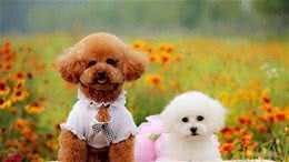 如何正确的训练你的爱犬