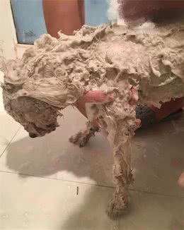 记：第一次带流浪狗回家