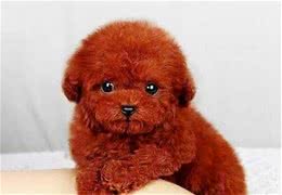 乖巧可爱的玩具泰迪犬，无限的魅力让你爱不释手