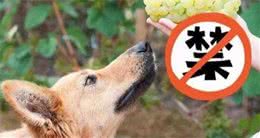 水果也有副作用，这5种水果对狗狗来说就是“毒药”，千万别喂