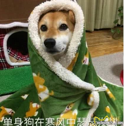 狗狗怕冷的几个表现，主人要注意了