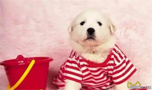 喜欢给狗穿衣服的家长们，一定得看！不要为了美观而伤了它们！