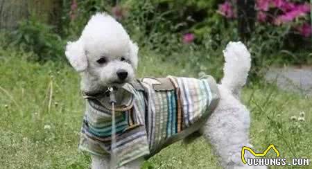 喜欢给狗穿衣服的家长们，一定得看！不要为了美观而伤了它们！