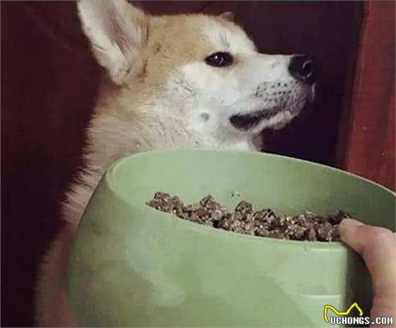 要是你养了狗狗，再疼爱它也不能这样喂食，寿命会减短的！