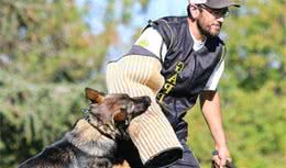 能自己训为什么要找训犬师，这4个理由告诉你，为什么要请专业人士