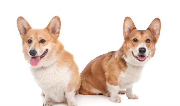 柯基犬，很有特点和个性，在饲养之前你一定得了解！