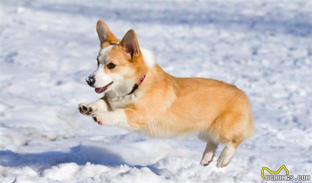 柯基犬，很有特点和个性，在饲养之前你一定得了解！