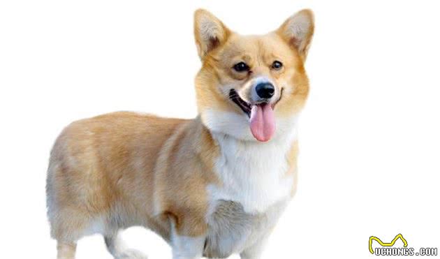 柯基犬，很有特点和个性，在饲养之前你一定得了解！