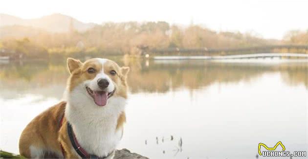 柯基犬，很有特点和个性，在饲养之前你一定得了解！