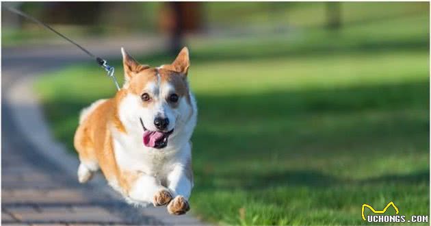 柯基犬，很有特点和个性，在饲养之前你一定得了解！
