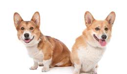 柯基犬，很有特点和个性，在饲养之前你一定得了解！