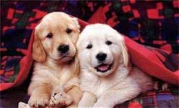 金毛犬这6个训练要点，你都把握好了吗？宠主：全部都把握了
