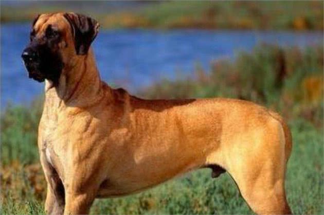 世界上体型最大的10种犬你知道有哪些吗？