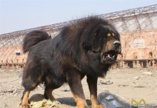 世界上体型最大的10种犬你知道有哪些吗？