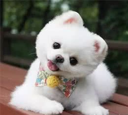 狗狗流眼泪是因为难过吗？
