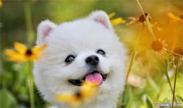 作为养宠新手，应当如何照顾新生幼犬？经过专业角度告诉你