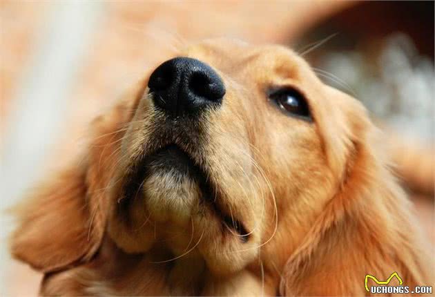 作为养宠新手，应当如何照顾新生幼犬？经过专业角度告诉你