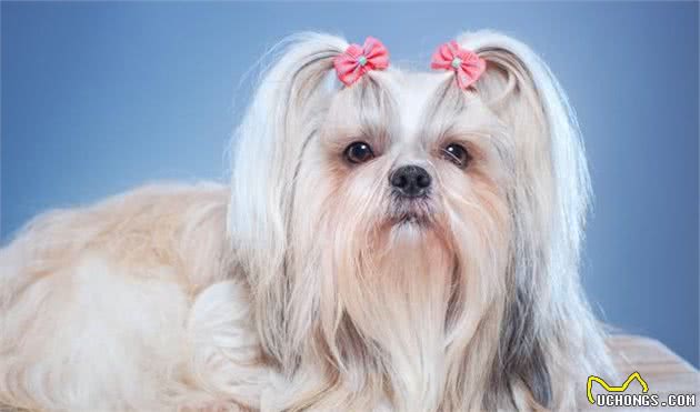 作为养宠新手，应当如何照顾新生幼犬？经过专业角度告诉你