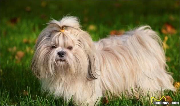 作为养宠新手，应当如何照顾新生幼犬？经过专业角度告诉你