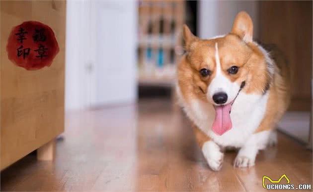 作为养宠新手，应当如何照顾新生幼犬？经过专业角度告诉你
