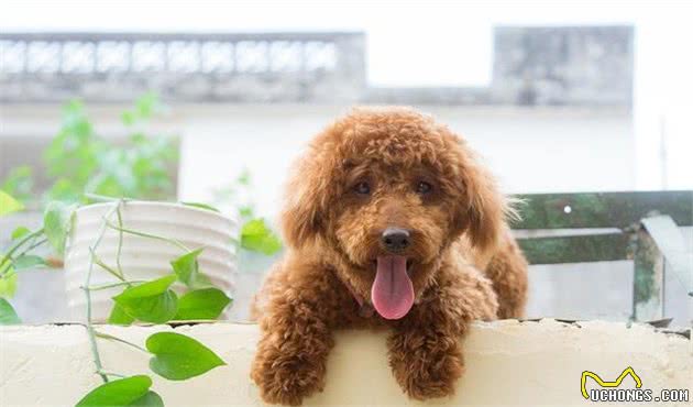 作为养宠新手，应当如何照顾新生幼犬？经过专业角度告诉你