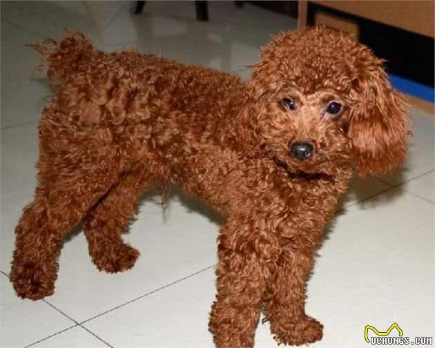 中华田园犬之山牛红，一种少为人知的土狗，属于稀有品系