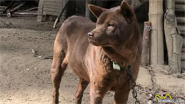 中华田园犬之山牛红，一种少为人知的土狗，属于稀有品系