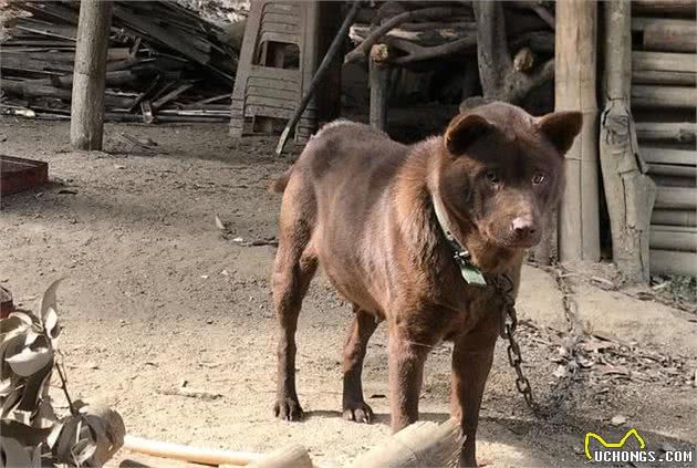 中华田园犬之山牛红，一种少为人知的土狗，属于稀有品系