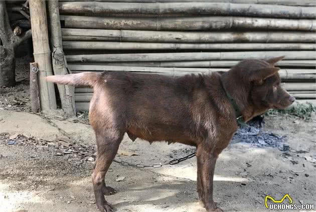 中华田园犬之山牛红，一种少为人知的土狗，属于稀有品系
