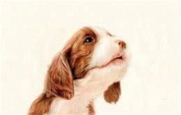 如何制止犬追车？方法看这里！