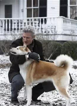 公开课|以忠诚闻名的大型犬种—秋田犬