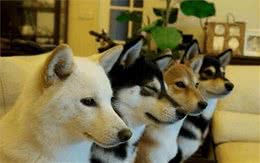 狗狗的毛色能够影响犬性格，按颜色选狗的诀窍，快学起来