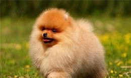 了解“纯种”博美犬的特点，对你选购博美犬，是有很大帮助的