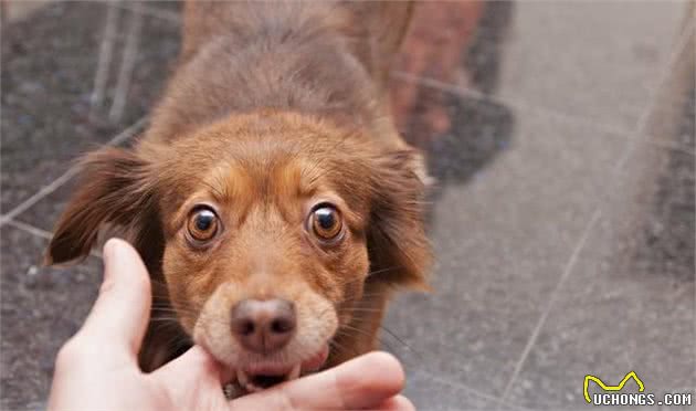 关于狂犬病，你想知道的都在这里