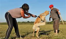 狗为什么攻击人，知道原因才能防止意外