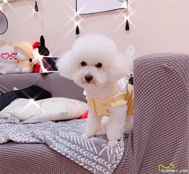疫苗注射后的比熊犬是身体最衰弱的时候，应当注意哪些方面呢？