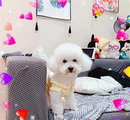 疫苗注射后的比熊犬是身体最衰弱的时候，应当注意哪些方面呢？