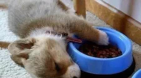 犬护食纠正训练