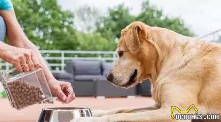 犬护食纠正训练
